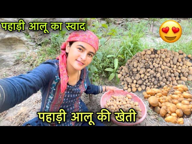 पहाड़ी आलू की खेती  || पहाड़ी आलू कैसे निकालते है ? || pahadi lifestyle vlog || Girl from North