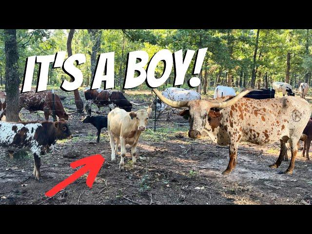 BIGGEST Calf EVER!