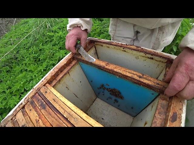 В отводок ставим первую рамку вощины. Где её ставить? Пасека Лаврова.