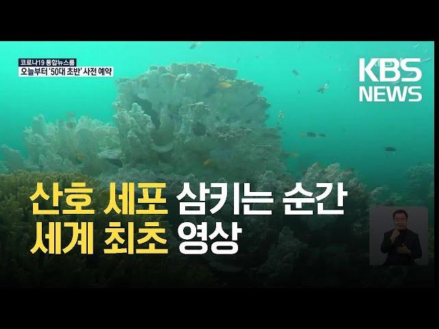 [글로벌K] 일본, 산호가 ‘갈충조’ 삼키는 순간 세계 최초로 촬영 / KBS 2021.07.19.