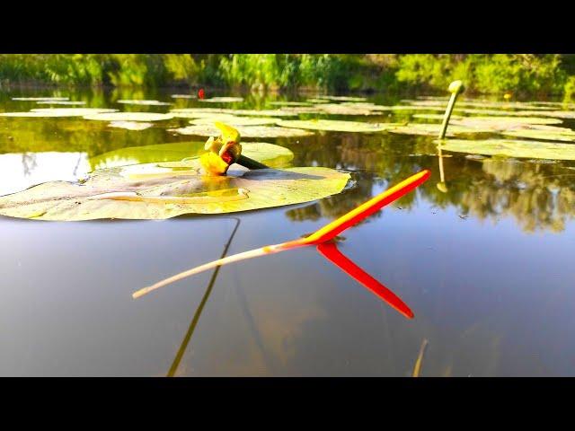 CARP CARS turn over water lilies!!! Fishing on a float in summer