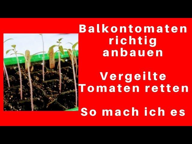 Vergeilte Tomaten retten. So macht ich es.