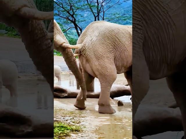 elephant  funny short #youtubeshorts #animals #animalattitude #trendingshorts #shortvideo #shorts