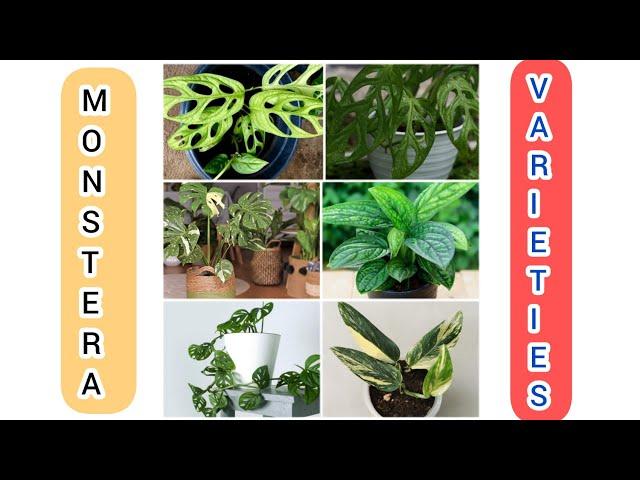 16 Different types of monstera plant || Monstera plant || monstera plant varieties