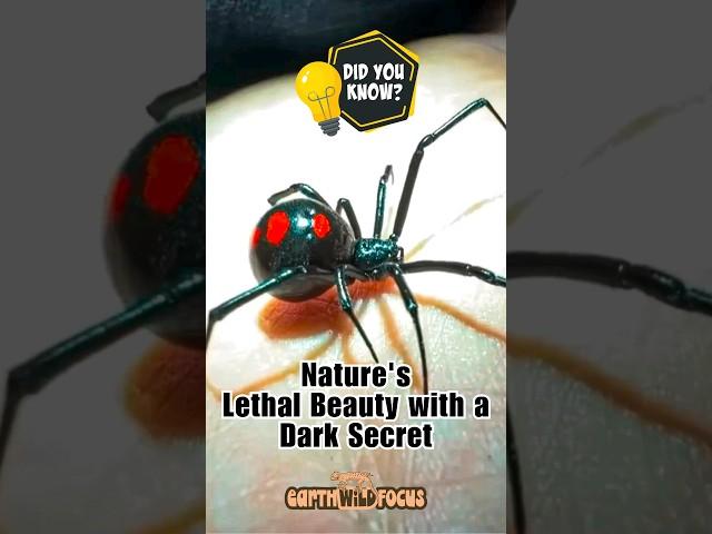 Black Widow: Nature's Lethal Beauty with a Dark Secret #shorts #youtubeshorts #youtube