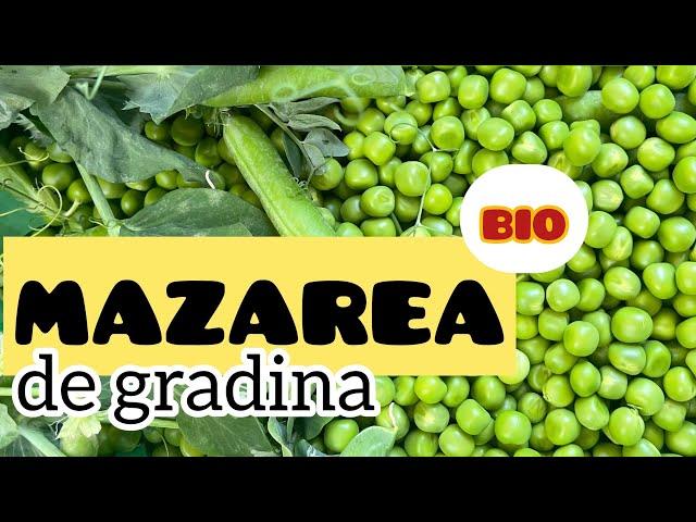 Cum se cultiva MAZAREA in gradina familiei #mazare #gradinarit #bio