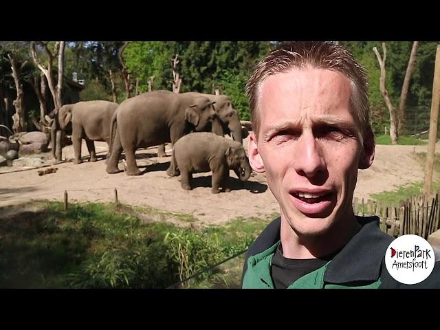 Een kijkje bij de olifanten met Dierverzorger Richard 
