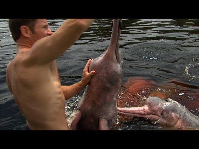 Swimming with Wild Pink River Dolphins | Deadly 60 | BBC Earth Explore