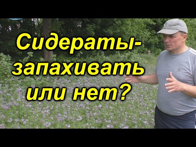 Сидераты весной - как повысить плодородие почвы. [Запахивать или нет?]
