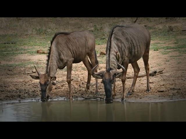 Wildebeest Senses: Navigating a Dangerous World