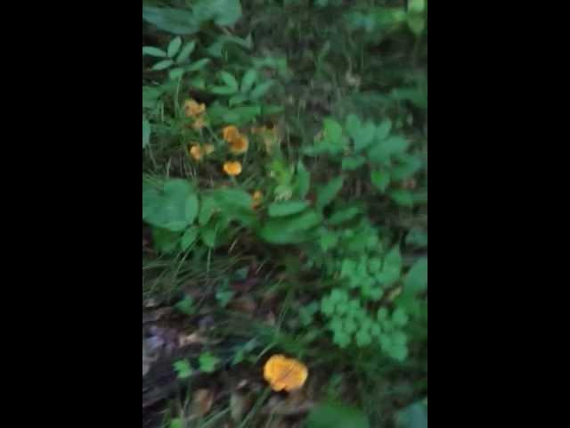 Wisconsin Chanterelles