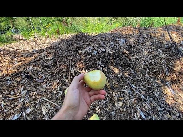 Best early season pears I have ever tasted.