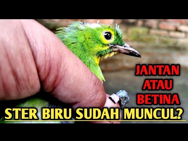 SETER BIRU MUNCUL JANTAN ATAU BETINA PADA CUCAK IJO BAHAN KUNINGAN