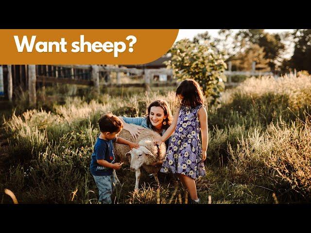 Homestead Sheep Farm: Are Sheep Right For You?