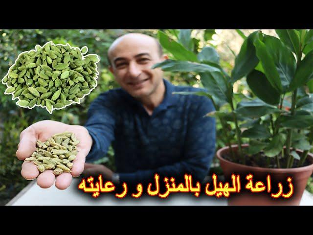 زراعة الهيل في المنزل و العناية به | زراعة الحبهان