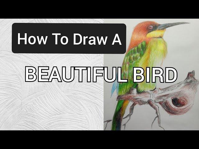 How To Draw A Beautiful Bird #drawing #howtodrawwithcoloredpencils #speedpainting #birds #nature