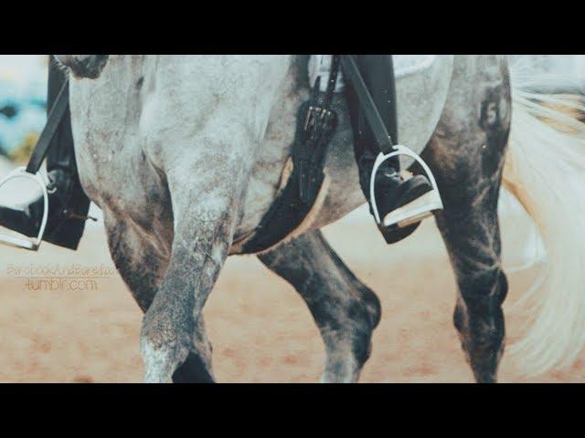 Never Forget You || Dressage Edit