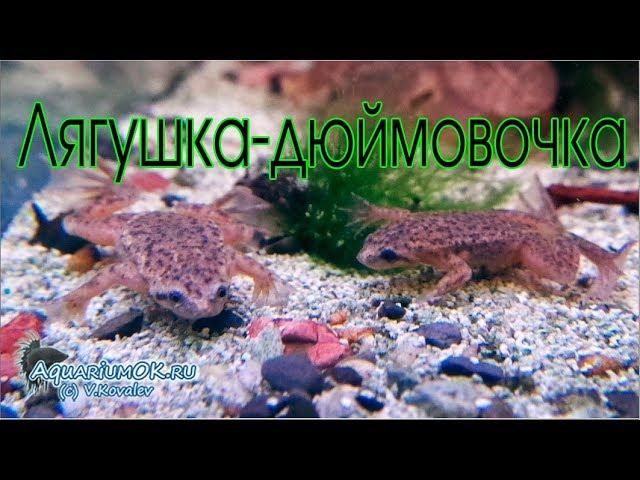 Карликовая аквариумная лягушка: поведение и питание