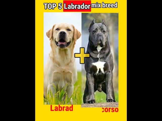 TOP 5 Labrador mix breeds?|Dogs Facts|