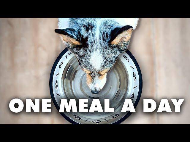 Why One Meal A Day Can Extend Your Dog's Life