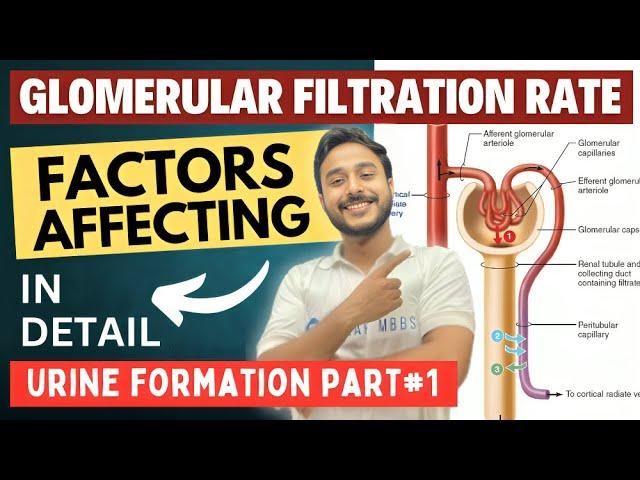 glomerular filtration rate physiology | urine formation factors affecting glomerular filtration rate