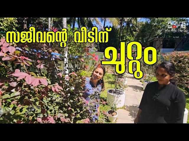 സജീവന്റെ വീടിനു ചുറ്റും /Gardening /Miawakki /Landscaping /AJUS WORLD