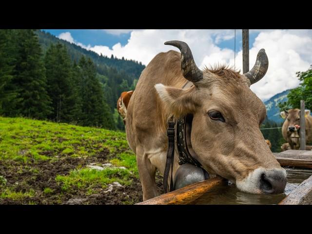 Alpine time in Switzerland - the origin of Alpine cheese - Bernese Oberland