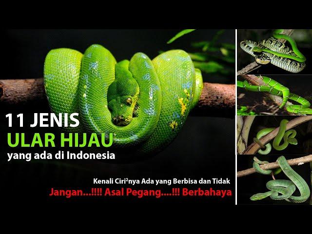 11 Jenis Ular Hijau yang Ada di Indonesia