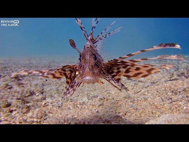 Commen Lionfish (Pterois miles)