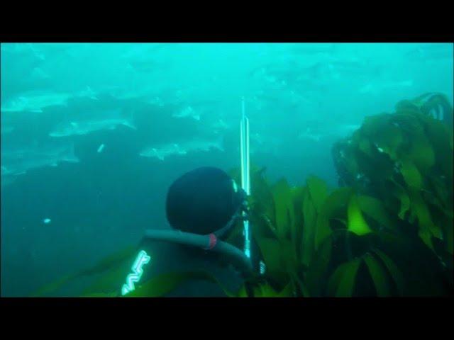 Spearfishing Wrecks and Pinnacles with vast Bass shoals in the English Channel