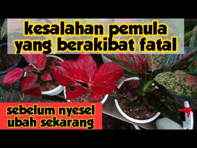 Kesalahan pemula | Tips merawat aglaonema bagi pemula