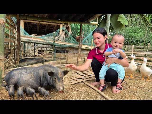 Happy to welcome 1 month old piglets - Harvesting Clausena fruit to sell at the market | Daily life