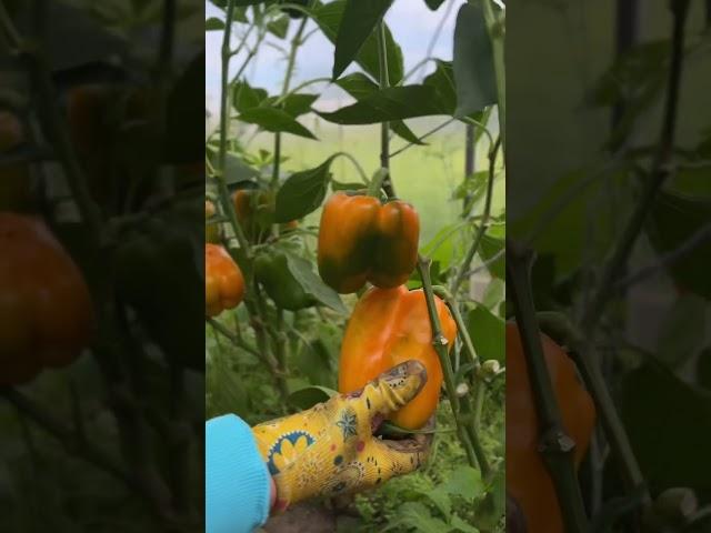 Болгарский перец из собственных семян #огород #дача #сад #перец