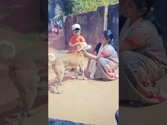 Street Dogs Love For the Woman|#dog #dogslove #streetdog #dogshorts