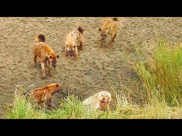 Lion Cornered by Hyenas Calls for Backup