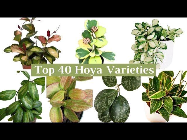 Top 40 Beautiful Hoya Varieties | Hoya Varieties with Names | Hoya Plant Species