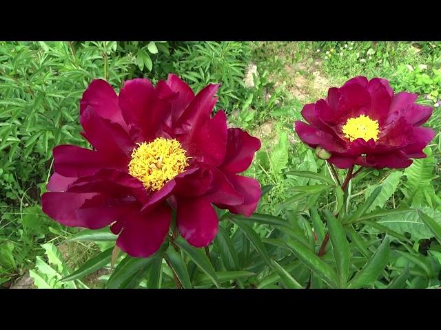 Пион Лайтс Аут / Peony Lights Out - Сад на Волхове