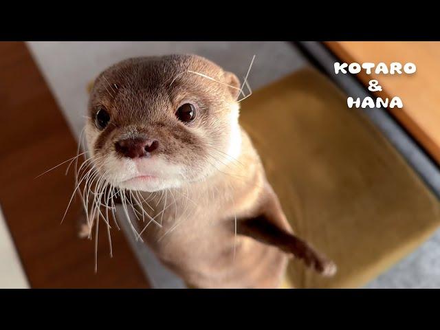 What Happened to My Otter’s Crazy Whiskers?