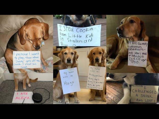 Amusing Pet Antics and Their Fitting Punishment