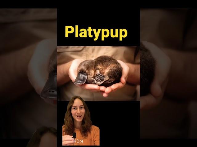 Baby Platypus?! 