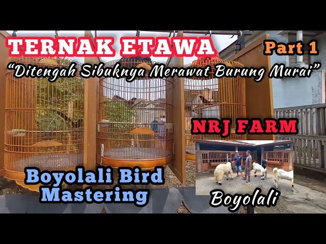 NRJ FARM boyolali - basic boyolali bird mastering (berternak etawa ditengah sibuknya merawat burung)