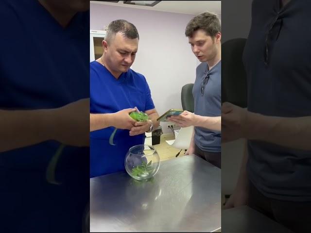 Хамелеон столкнулся с проблемой линьки. #trending