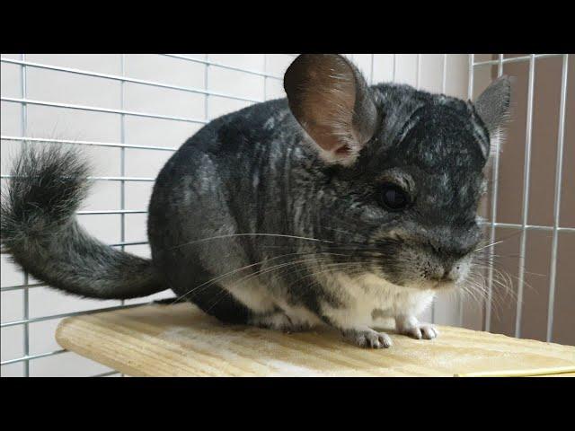 Самая милая шиншила. Cute little chinchilla