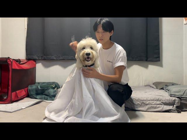 대형견 셀프 미용 후기