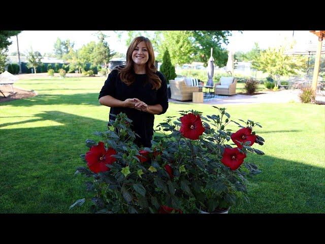 Planting Some Hibiscus for a Friend! // Garden Answer