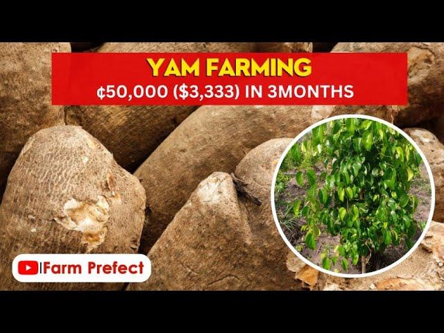 Detailed Guide on Yam Farming (Soil Requirements, Yam Sets, Management, Market, Farm Secrets etc)