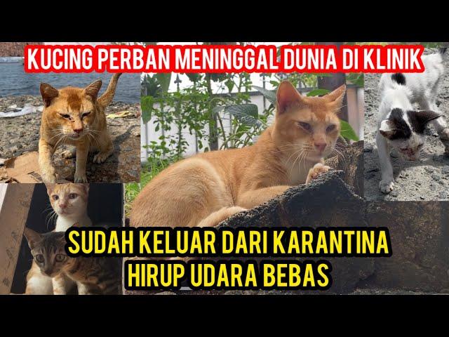 KUCING DI BUANG DI LAUT PART 3 SUDAH BAHAGIA | KUCING PERBAN TELAH PERGI UNTUK SELAMANYA..!