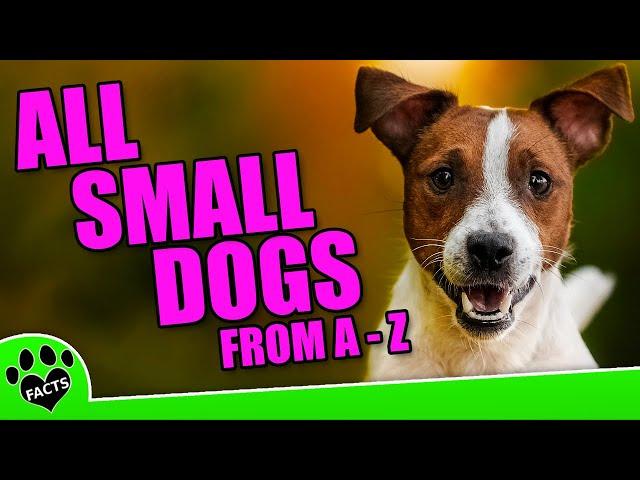 All Small Dog Breeds From A To Z (4 of 6) - Maltese- Pembroke Welsh Corgi