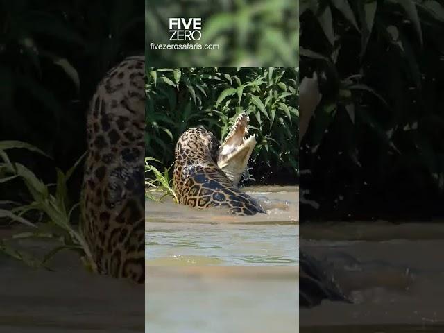 Jaguar vs Crocodile #wildlife #safari #wildlifephotography #jaguar