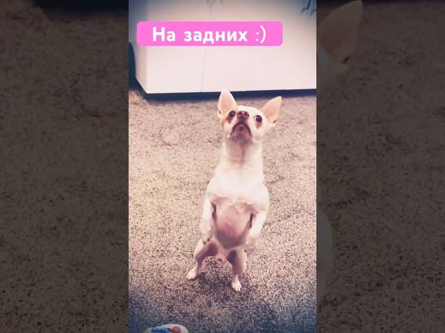 КАК СОБАКИ ХОДЯТ НА ЗАДНИХ #българия #куче #nature #варна #tiktok #болгария #dogs